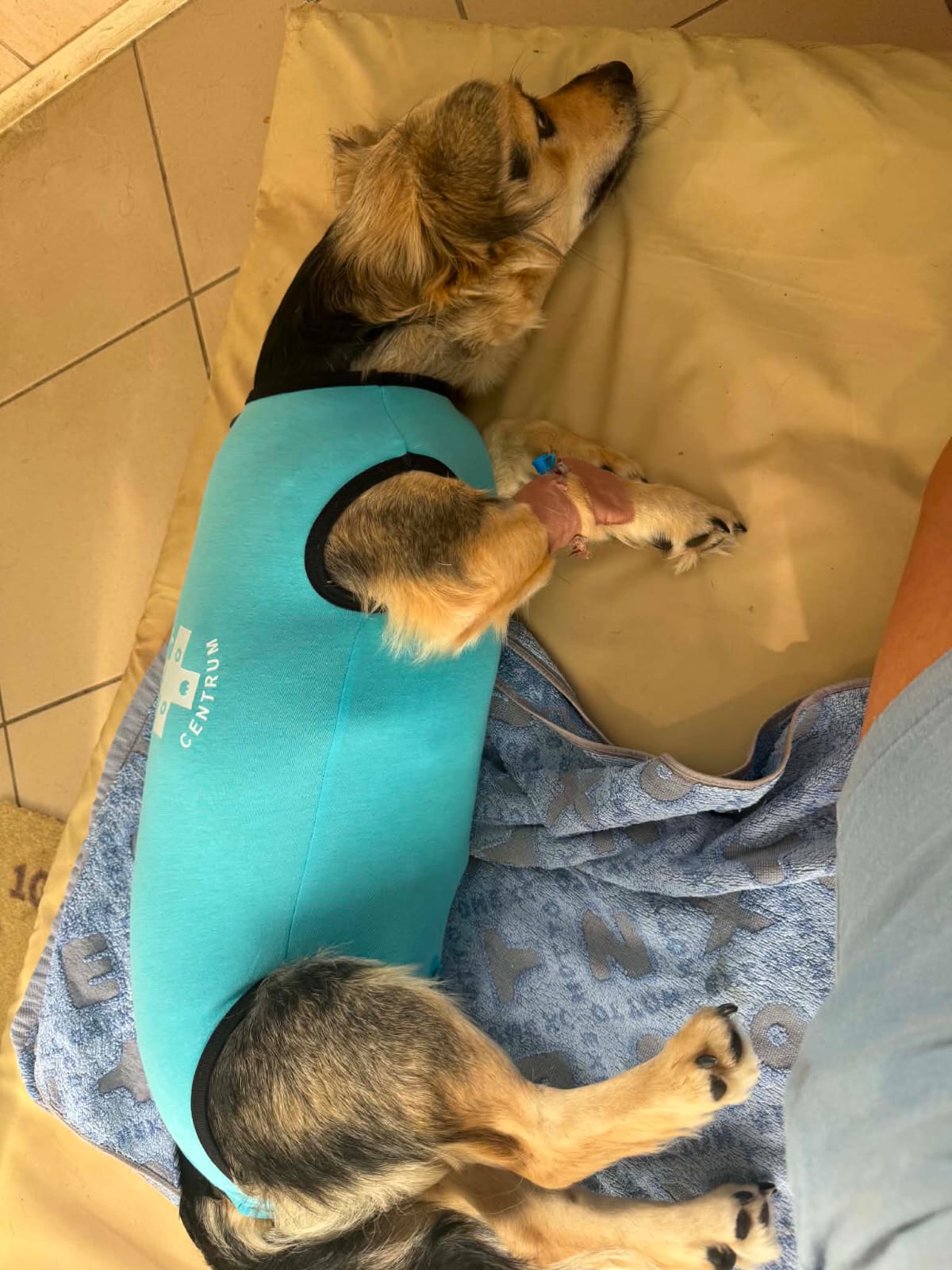 Brauner langhaariger Hund mit weißem Halskragen liegend - Datei: Dolly Bild.jpg